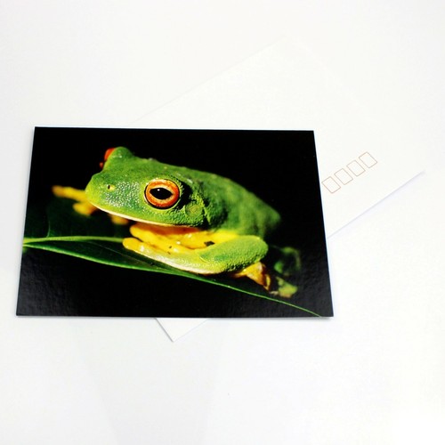Australian Souvenir Blank Gift Card & Envelope Australia Fauna Green Tree Frog - Picture 2 of 3