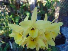 Laelia aurea Bloom size Mounted driftwood HUGE PLANT