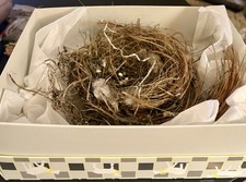 New England Natural Real Abandoned Bird Nest ...