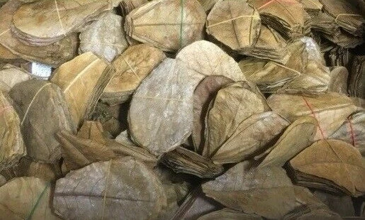 CATAPPA-LEAVES 15 Seemandelbaumblätter 15cm - 20cm - Aquarium Garnelen Welse Diskus Catappa