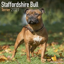 Calendrier 2021 - STAFFORDSHIRE BULL TERRIER