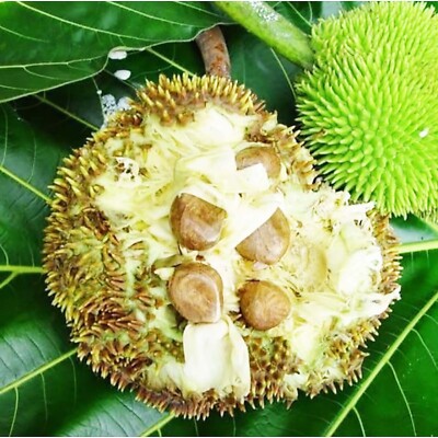 20 Fresh Big Breadfruit Kluwih (Artocarpus Camansi) Seedss