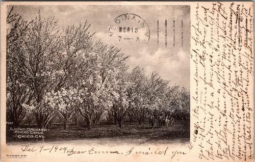 California Chico Almond Orchard Postcard 1904 Antique JL5