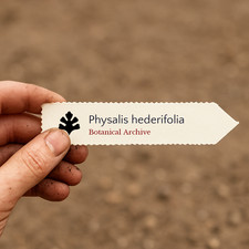 Physalis hederifolia SEEDS - Ground cherry | Ivy-leaved ground cherry