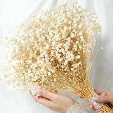 2300 Dried Babys Breath Flowers 17'' Bulk   Natural Ivory White Gypsophil