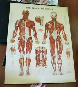 Muscular System Anatomical Chart