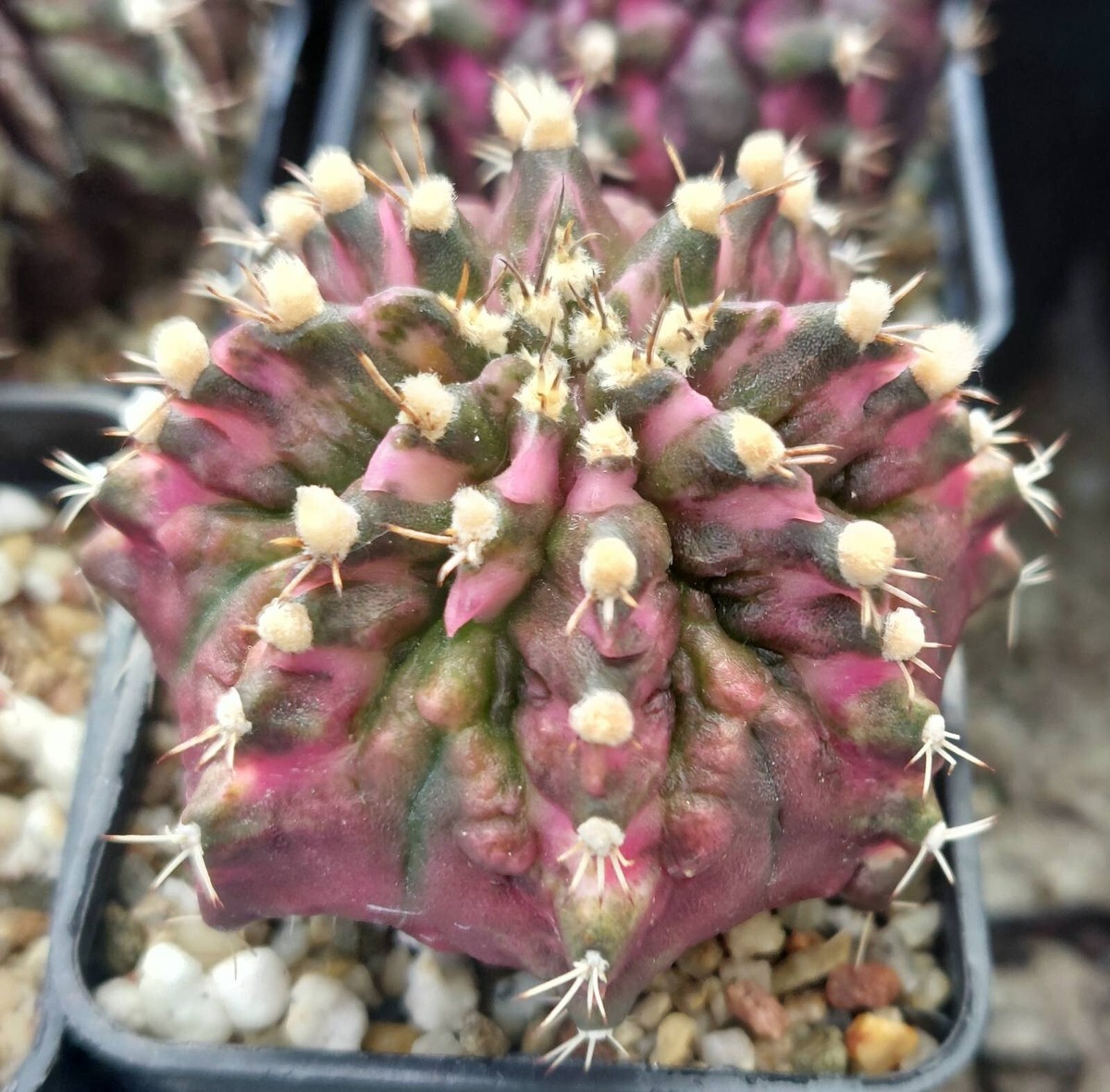 Gymnocalycium mihanovichii 'T-Rex' hybrid mix 100seeds harvest 2025 | eBay