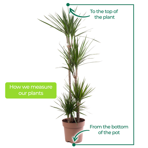 Dragon Tree Large Indoor House Plant Real Evergreen Tall Exotic Big Rare Plants - Picture 13 of 29
