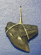 SHARK TOOTH PENDANT Fossilized 1 Inch TIGER Shark Tooth 