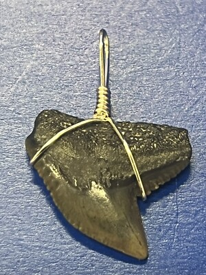 #ad #ad SHARK TOOTH PENDANT Fossilized 1 Inch TIGER Shark Tooth $19.99