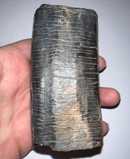 ENORMOUS RARE Ice Age Fossil GIANT GROUND SLOTH EREMOTHERIUM Tooth 4+ INCHES!