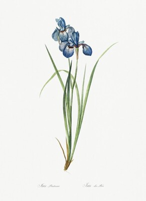 Iris Pratensis - 1805 - Les Liliacees - Pierre Redoute - Illustration Magnet
