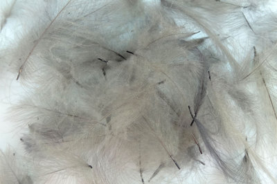Pechetruite Plumes CDC Gris Clair – 1 G, Environ 120 Plumes, 3 à 6 Cm, Pour Montage De Mouche