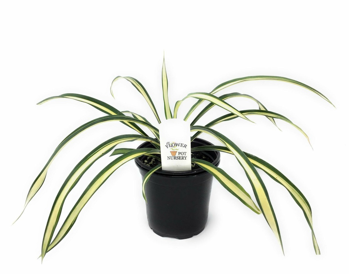 FlowerPotNursery Variegated Yellow Yucca Yucca filamentosa Color