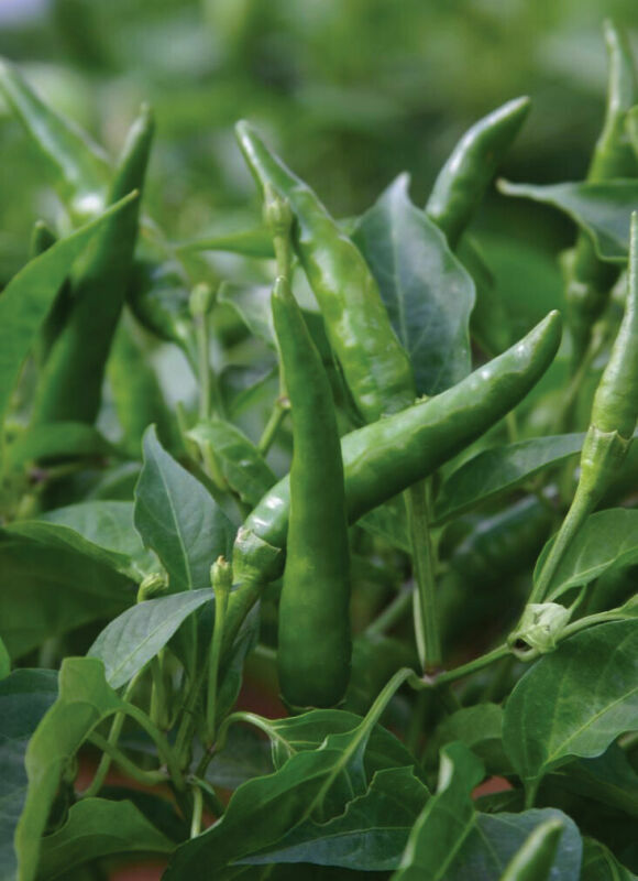 PEPPER HOT - TOOFAN F1 -  150 SEEDS Bulk