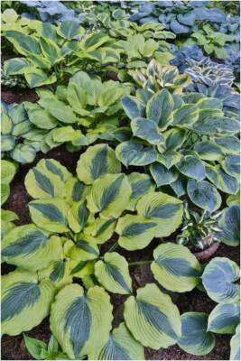 Hosta Mix Colorful Collection - 5 Named Hostas Variety Pack - 4 Inch Pot Size Pl