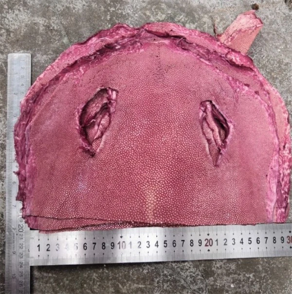 1X Stingray Fish hide Skin Polished Fish Leather Hide Pelt DIY Material Scrap - Image 3 of 4