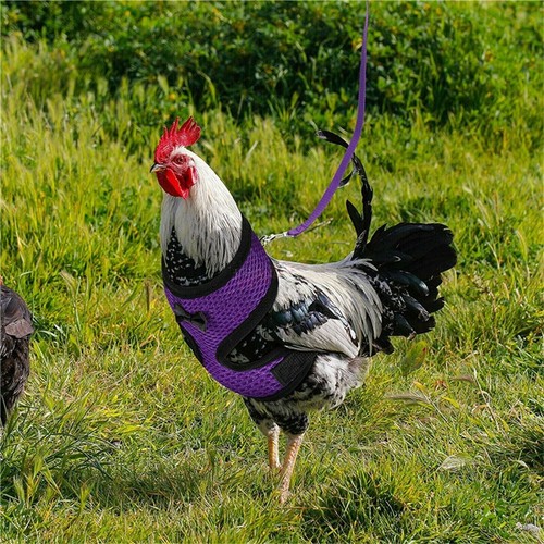 2024 Brand New Chicken Harness Leash Set For Duck Goose Small Pet Breathable AU - Picture 6 of 19