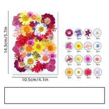42PCS Real Pressed Dried Flower Leaves collection, Daisy, Baby Breath FSS506