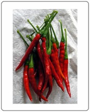 Pepper Hot Chili De Arbol Great Garden Heirloom Vegetable 100 Seeds