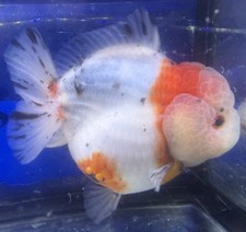 LIVE TROPICAL Fish-shogun Oranda Goldfish 4.5 Inch