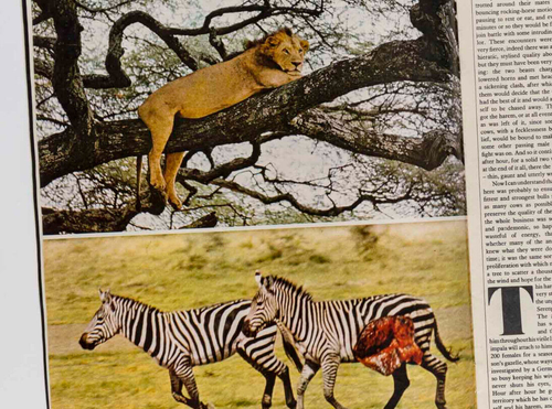 Naomi Sims PARIS Winston Churchill COLIN MacINNES Africa ~ Sunday Times Magazine - Picture 5 of 8