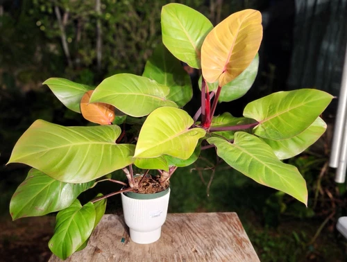 Philodendron McColley Finale Plant grown 6" Pot 25" Tall 32" Wide