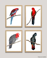 Australian Bird Print Set - Rosella, King Parrot, Gang Gang, Black Cockatoo