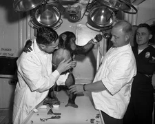 1961 NASA Astrochimp Ham - Project Mercury - 8x10 Photo On 8.5x11 #2158