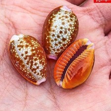 2cm Natural Red Flower Conch Shell 5pcs Aquarium Specimen Ornament Gift