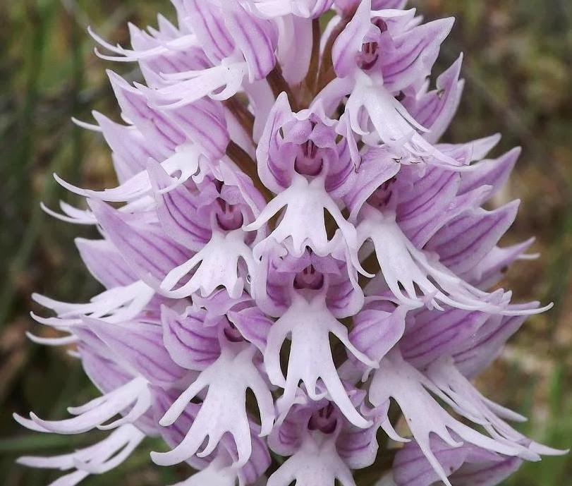 Orchis Italica Naked Man Orchid, Italian Orchid Flower Seeds 10 20 40