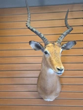 JVBH87 African Impala Shoulder Mount