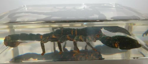 4.7" Black Scorpion Asian Forest Scorpion Clear Block Education Insect Specimen - Picture 8 of 10