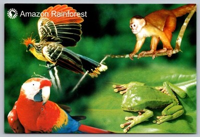 Amazon Rainforest Animals Adventure Life Continental Postcard
