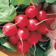 Cherry Belle Radish Seeds, NON-GMO, Fast Harvest, Variety Sizes, FREE SHIPPING