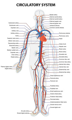 Große pädagogische Gesundheit Anatomie menschliches Kreislaufsystem Diagramm visuelle Schule