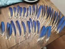 35 Blue And Gold Macaw Feathers Mostly Wing Feathers  Naturally Molted
