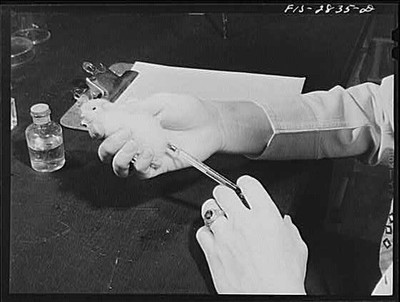 1940s Genetics Laboratory Chick Inoculation Scientist Hands Medicine Injection