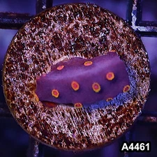 Item#A4461LP4461(S) WYSIWYG Bizzaro Cyphastrea Frag