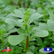 Purslane Seeds - Green Non-GMO Heirloom Vegetable
