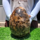 9.9LB Natural wood fossil Quartz Crystal egg Mineral specimen Healing — photo 6