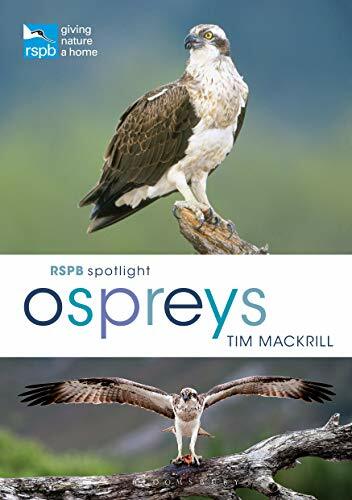 RSPB Spotlight Ospreys by Tim Mackrill - - Image 6