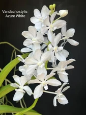 Vandachostylis Azure "Snow Angel"        *Fragrant
