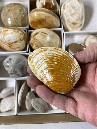 Polished Fossil Bivalve Clam B, 80mm ! - Picture 4 of 4