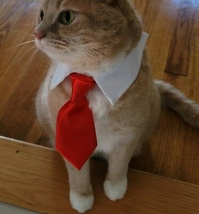 cat tie collar
