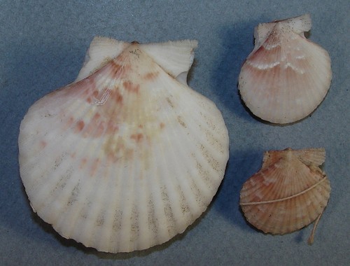 PECTEN OPERCULARIS 23-51mm BEAUTIFUL SPECIMENS RARE LABEL Manche, France - Picture 2 of 3