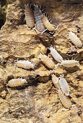 Orange Koi Isopods   Porcellio Scaber   15+ Count