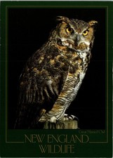 Postcard New England Wildlife Great Horned Owl Photo By Randy Ury