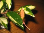 Rare Hoya Carnosa Variegata Tricolor "Rubra" Plant 3.5" Pot Pink Flowers