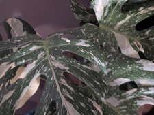 Monstera Thai Constellation Houseplant Well Rooted And Potted From Mother Plant
